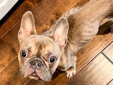 Abandoned French bulldog found emaciated finds forever home