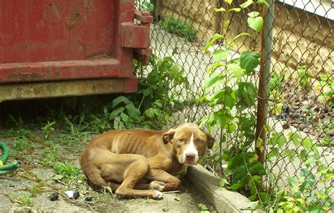 Abandoned animal rescue. Things To Know About Abandoned animal rescue. 