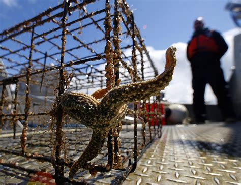 Abandoned crab, lobster traps targeted in new federal program