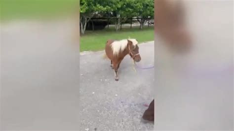 Abandoned miniature horse in Florida Everglades rescued by South Florida SPCA