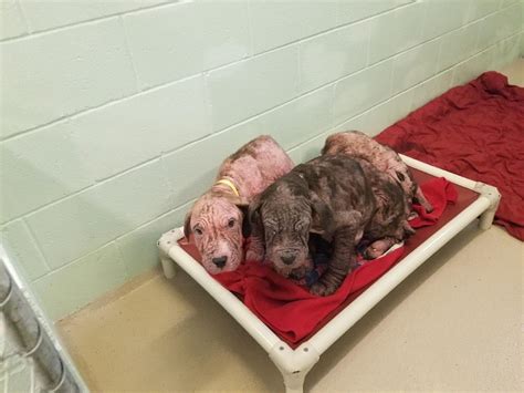 Abandoned pit bull puppy found dead sparks animal abuse case in Fort Lauderdale