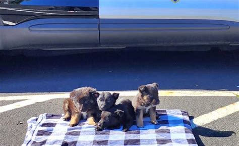 Abandoned puppies at Hayward grocery store recovered by police