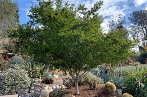 Abanos Halı ve Koltuk Yıkama