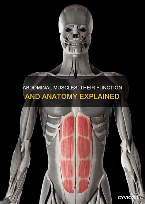 Abdominal Muscles Location and Function