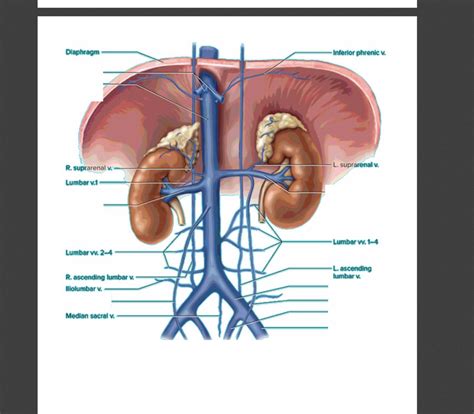 Abdominal Veins Labeling Diagram Quizlet