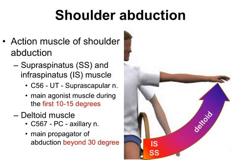 Abduct the shoulder. Things To Know About Abduct the shoulder. 