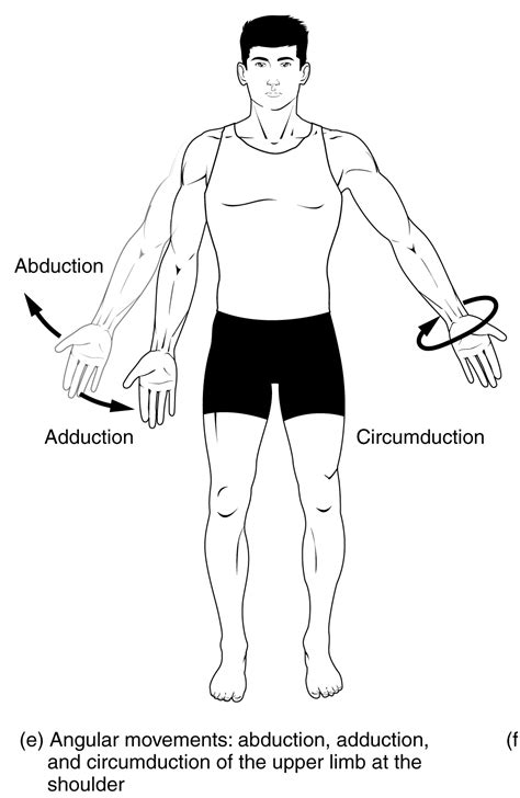 Abduction and Adduction: Anatomy Body Movement Terms - Registere…