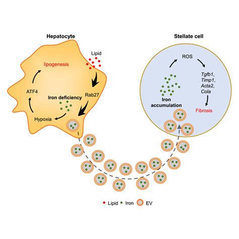 Aberrant iron distribution via hepatocyte-stellate cell axis …