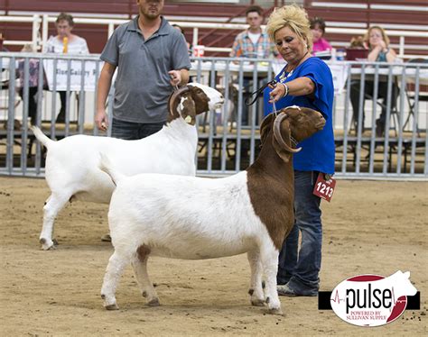 The show is a week away and entries must be postmarked by TODAY for the ABGA and commercial doe show to avoid late fees. Let's get those entries in the mail today. Wethers, wether sire, wether.... 