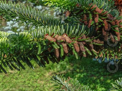 Abies numidica