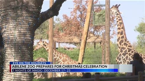 Abilene Zoo prepares for annual Christmas Celebration