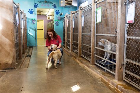 Delgado said she hopes more people will get creative about animal advocacy. Texas lead the US for the highest number of animal shelter deaths for two consecutive years, according to a 2022 report .... 