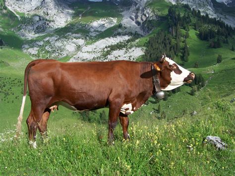 Abondance cattle