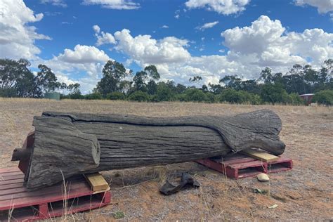 Aboriginal scar tree returned to country decades after it was taken …