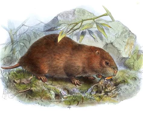 About: Lesser bamboo rat