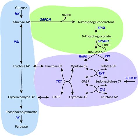 About: Pentose phosphate pathway - DBpedia