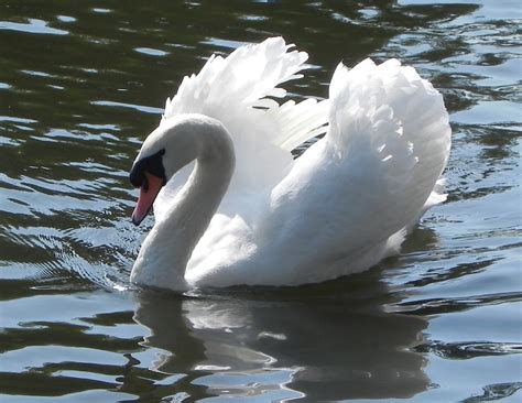 About: Swans of Avon