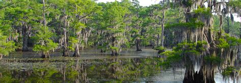 About – Caddo Lake Boat Tours - Big Cypress Tours