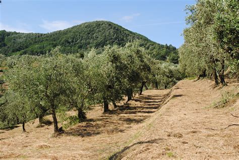 About - The Olive Grove