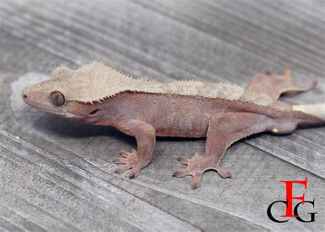 About Flawless Crested Geckos & Flawless Exotic Creations