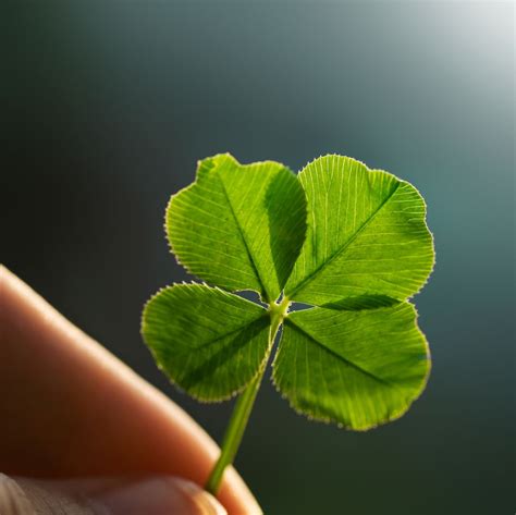 About Four Leaf Clovers - Reasons For Finding A …