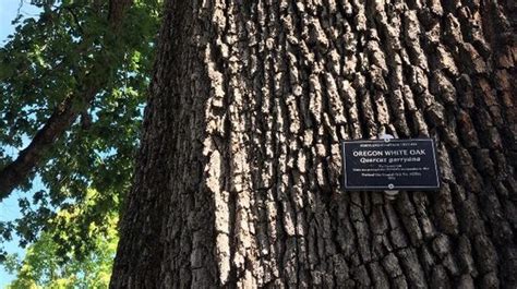 About Heritage Trees Portland.gov