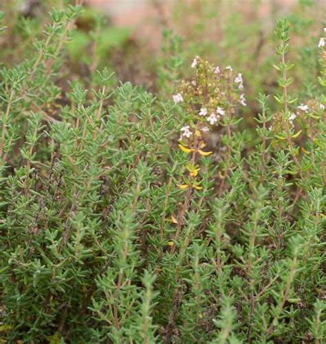 About Thyme – West Coast Seeds - Seedlings Sale