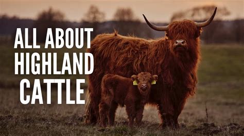 About Us - Highland Farmers