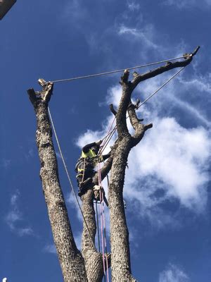 About Us - Premier Tree Surgeons