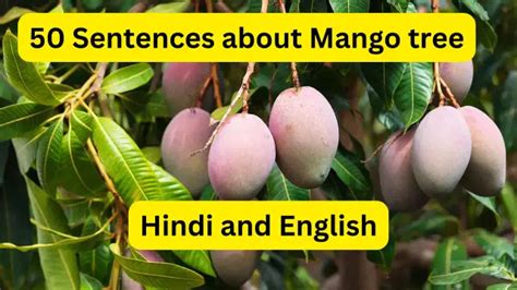 About mango tree in 5 sentence in English with examples