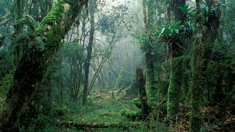 About the Atlantic Forest in Brazil the Nature Conservancy