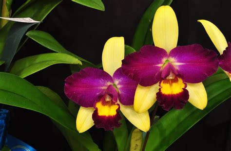 About the Cattleya Orchid Home Guides SF Gate