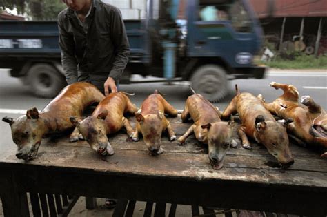About the Dog Meat Trade in Asia