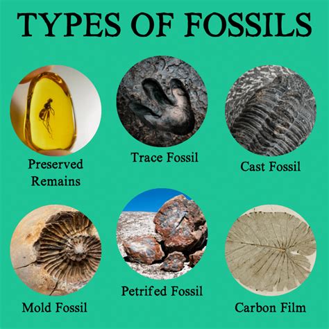 About the Four Types of Fossil Fuels Sciencing