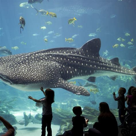 Above, How big are the whale sharks at the georgia aquarium?