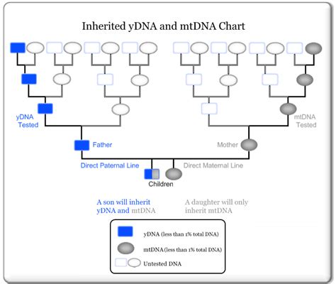 Abraham Sampson (Y-DNA) - Mayflower DNA