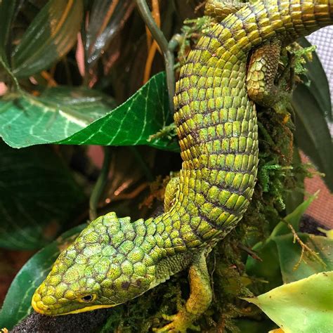MEXICAN BEADED LIZARDS FOR SALE $ 999.99 Add to cart; Abronia Gra