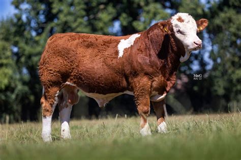 Abs simmental bulls. .