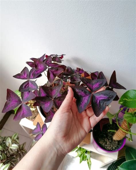 Absolute beast 💜 : r/houseplants - Reddit