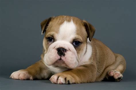 Absolutely Adorable English Bulldog Puppies For Adoption