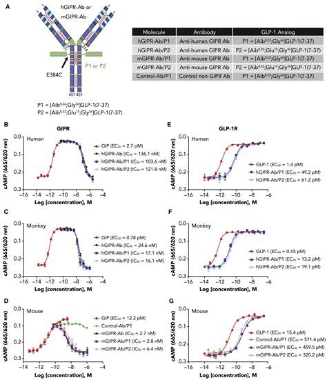 Abstract 3825: INCAGN02390, a novel antagonist antibody that …