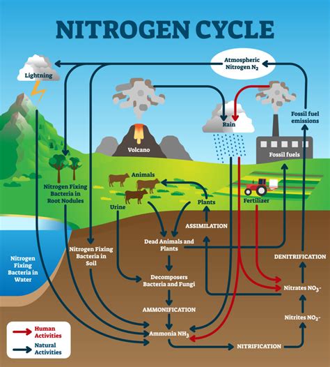 Abstraction alters nitrogen cycling Nature Reviews Earth