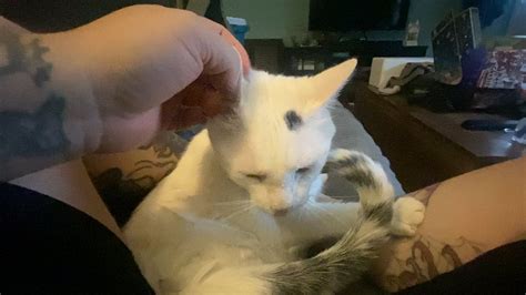 Abused cat reddit.  But #1 definitely makes me suspicious of abuse or negle...