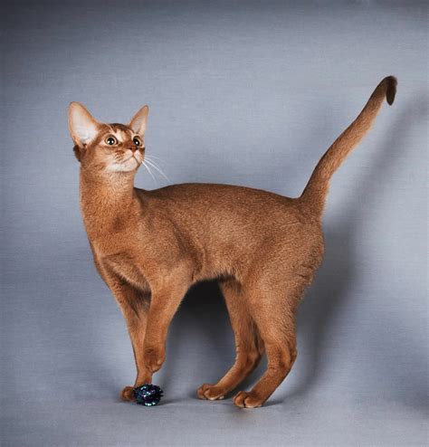 Abussin Onlyfans Leak [HD] 🍑 190 Pics