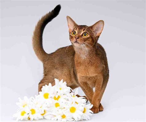 Abyssinian Cats For Adoption - Adoptable Pet Listings