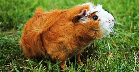 Abyssinian Guinea pig - AZ Animals