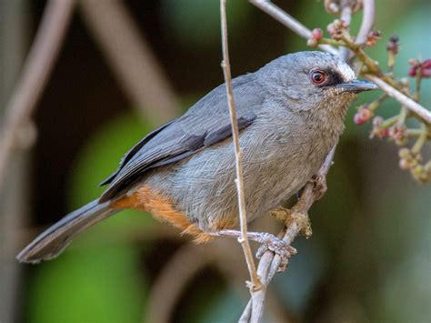 Abyssinian catbird - Wikipedia