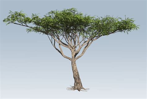 Acacia 3D Modelnbi