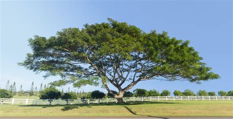 Acacia Koa Care - Learn How To Grow Koa Acacia Trees …