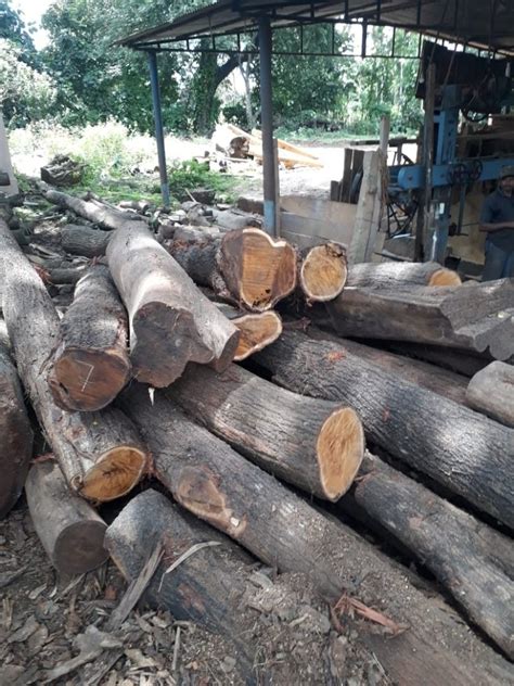 Acacia Wood Price